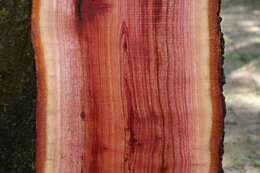 Image of Indian Mahogany