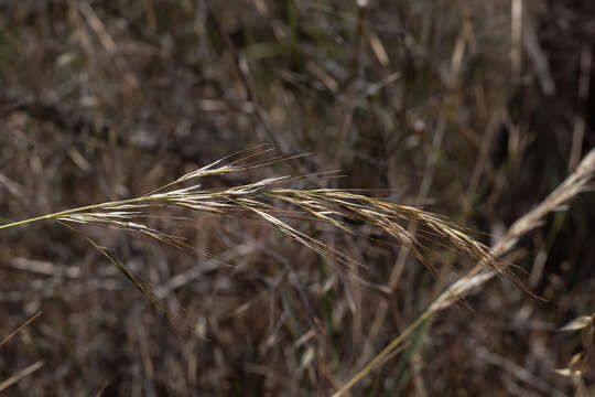 Слика од Austrostipa blackii (C. E. Hubb.) S. W. L. Jacobs & J. Everett