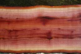 Image of Indian Mahogany