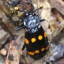 Nicrophorus (Nicrophorus) didymus (Brullé 1836) resmi