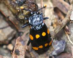 Nicrophorus (Nicrophorus) didymus (Brullé 1836) resmi