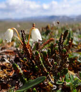 Image of white arctic mountain heather