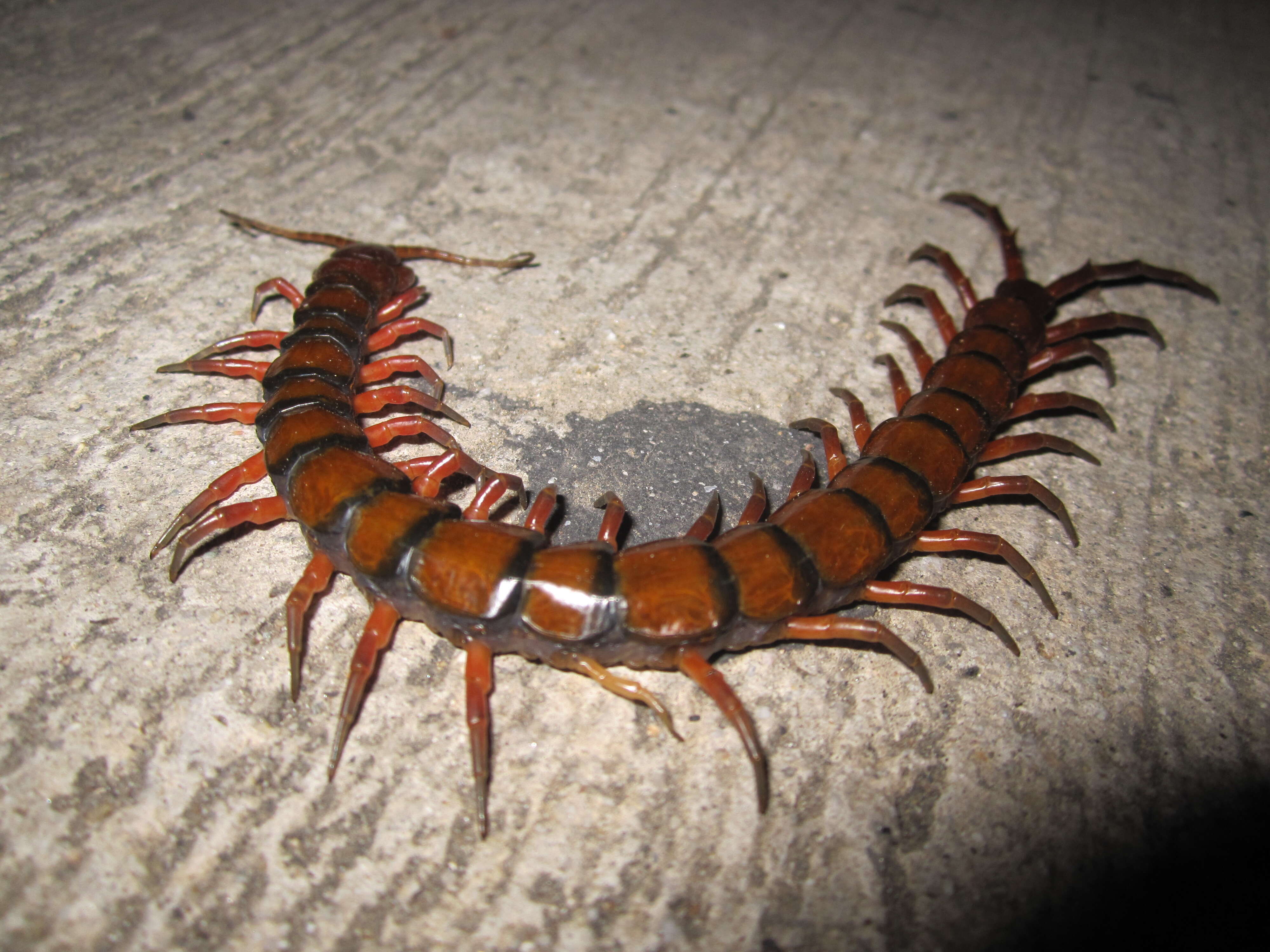 Image of Amazonian giant centipede