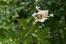 Image of panicled hydrangea