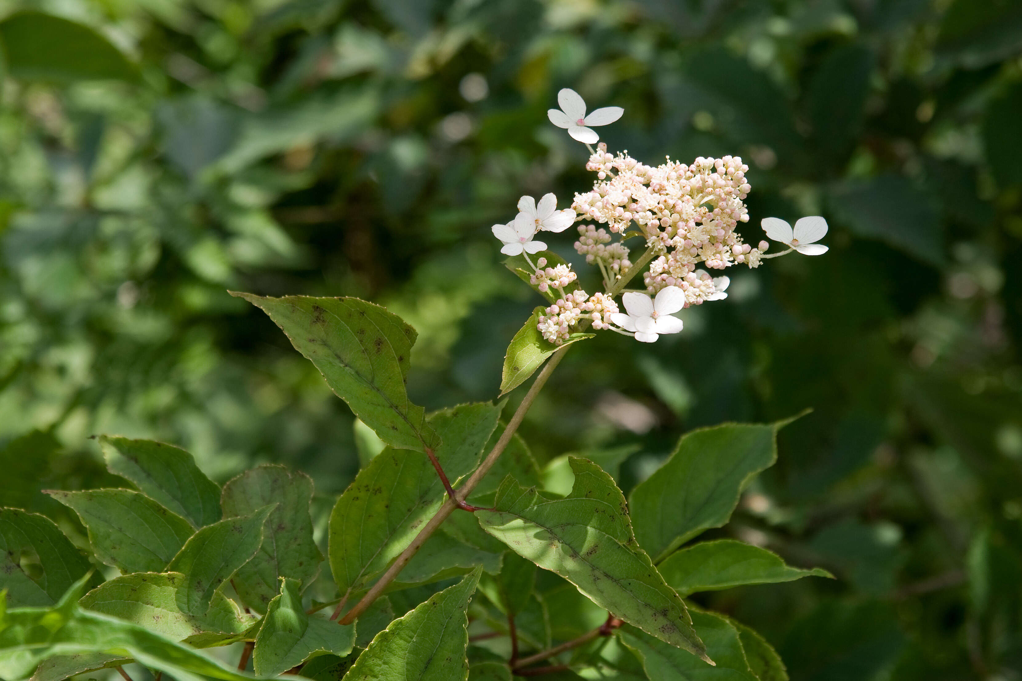 Image of panicled hydrangea