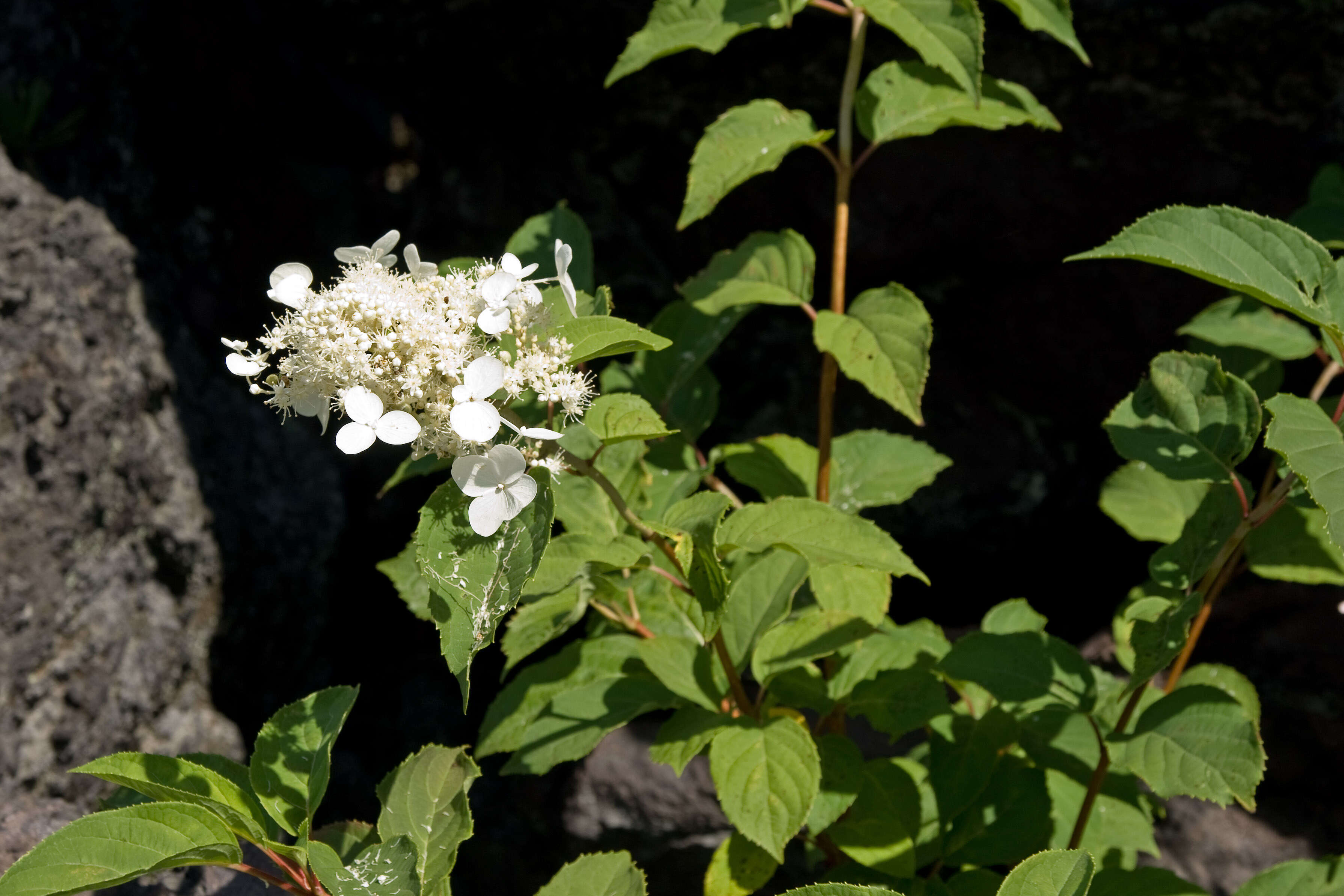 Image of panicled hydrangea