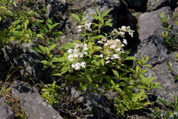 Image of panicled hydrangea