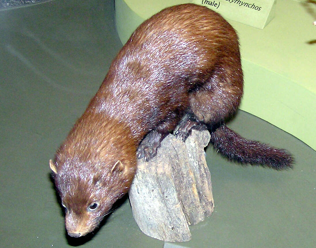 Image of American Mink