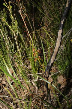 Image of Autumn leek orchid