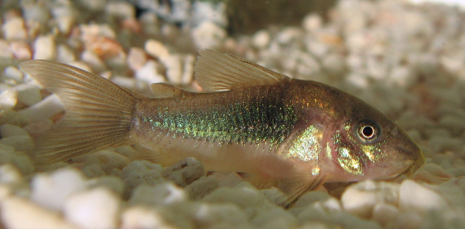 Plancia ëd Corydoras aeneus (Gill 1858)