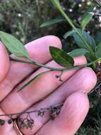 Image of Parish's nightshade