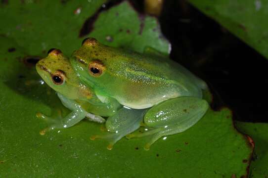 Image of Water Lily Frog