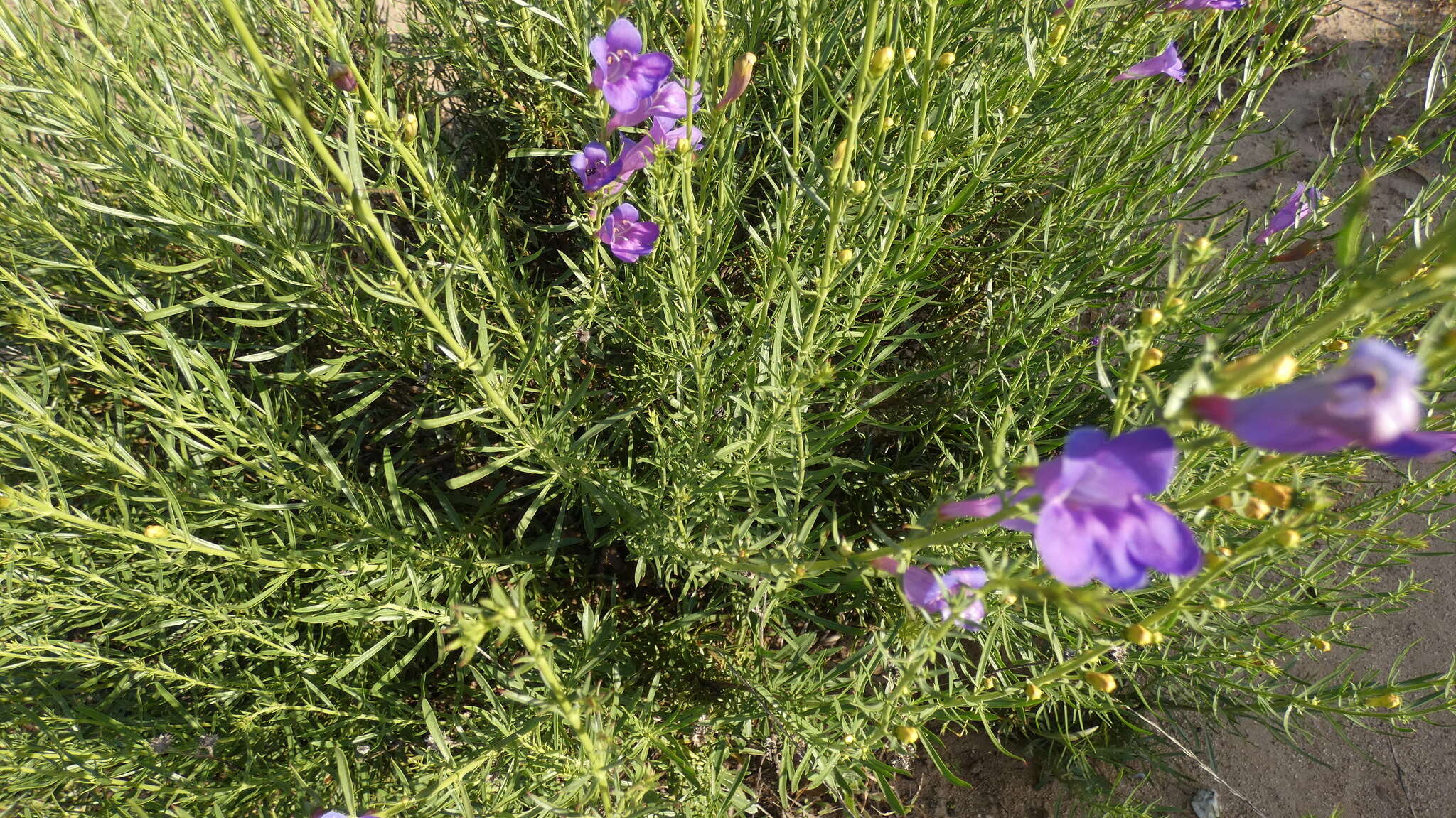 Image of bunchleaf penstemon