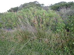 Image of Juncus kraussii subsp. kraussii