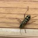 Image of Bamboo longhorn beetle