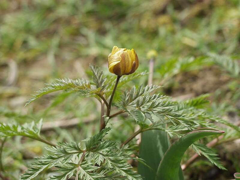 Image of Amur adonis