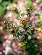 Image of Carlina biebersteinii Bernh. ex Hornem.