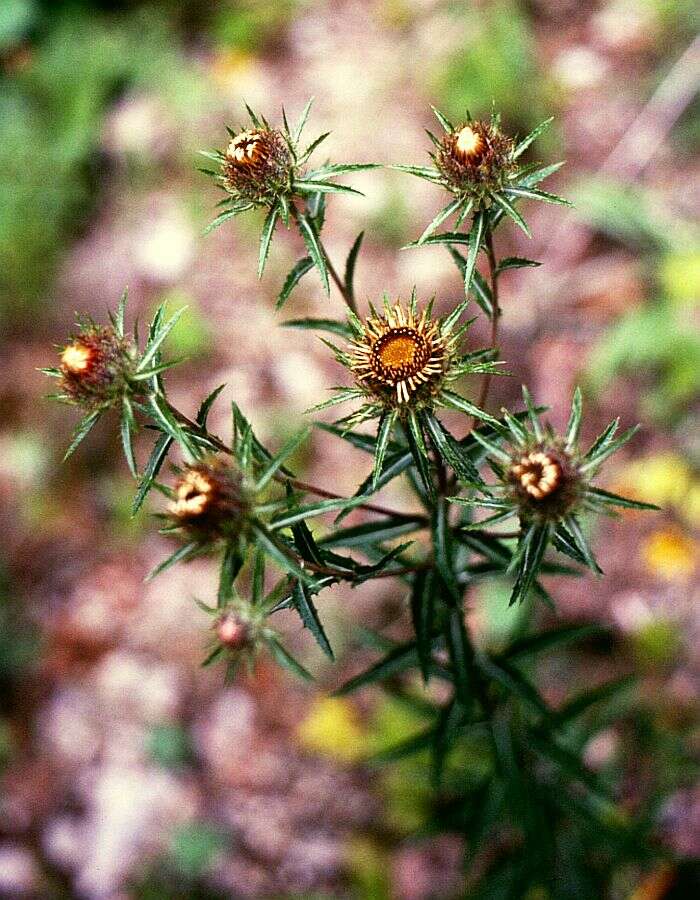 صورة Carlina biebersteinii Bernh. ex Hornem.