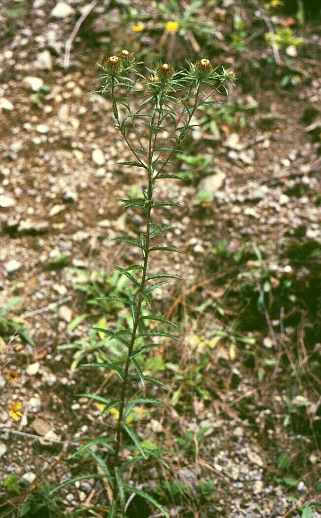 صورة Carlina biebersteinii Bernh. ex Hornem.