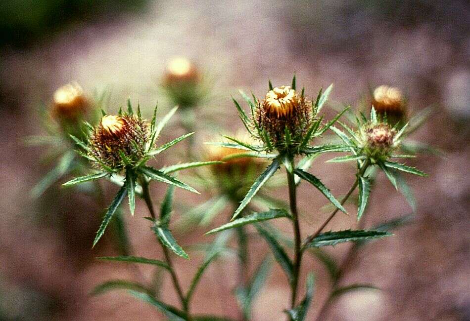 Image of Carlina biebersteinii Bernh. ex Hornem.