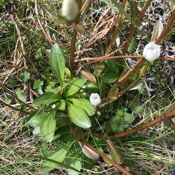 Image de Gentianella polysperes (L. G. Adams) Glenny