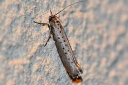 Image of <i>Yponomeuta sedella</i>