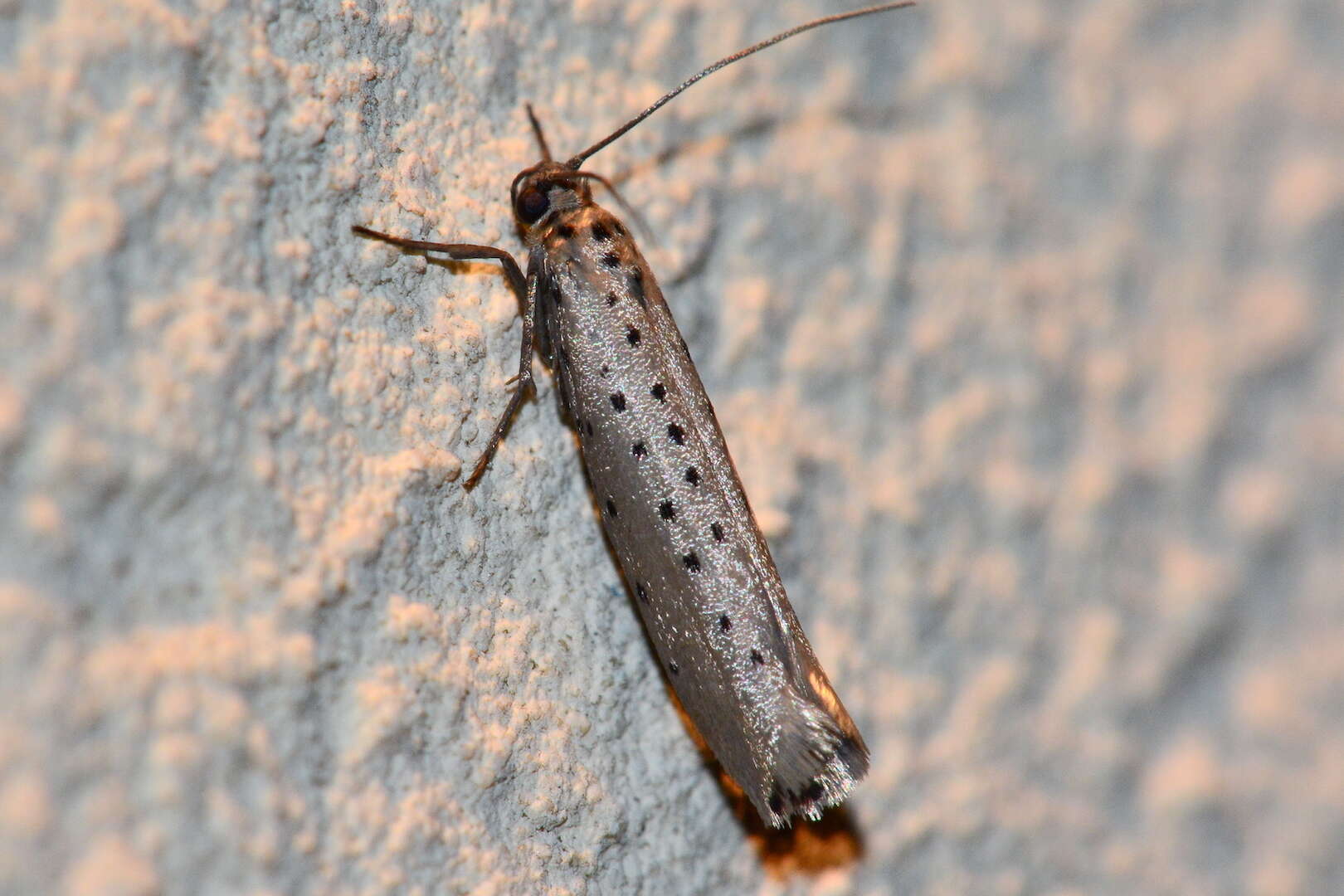 Image of <i>Yponomeuta sedella</i>