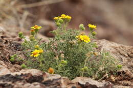 Image of Vasey's rockdaisy