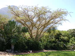 Image of Vachellia sieberiana (DC.) Kyal. & Boatwr.