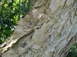 Image of Vachellia sieberiana (DC.) Kyal. & Boatwr.