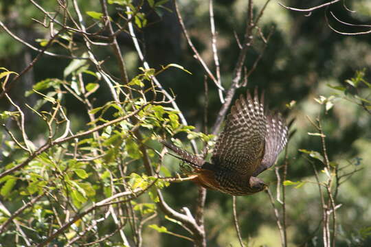 Image of New Zealand Falcon