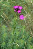 Image of Dianthus capitatus Balb. ex DC.