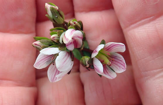 Image de Gentianella chathamica (Cheeseman) T. N. Ho & S. W. Liu