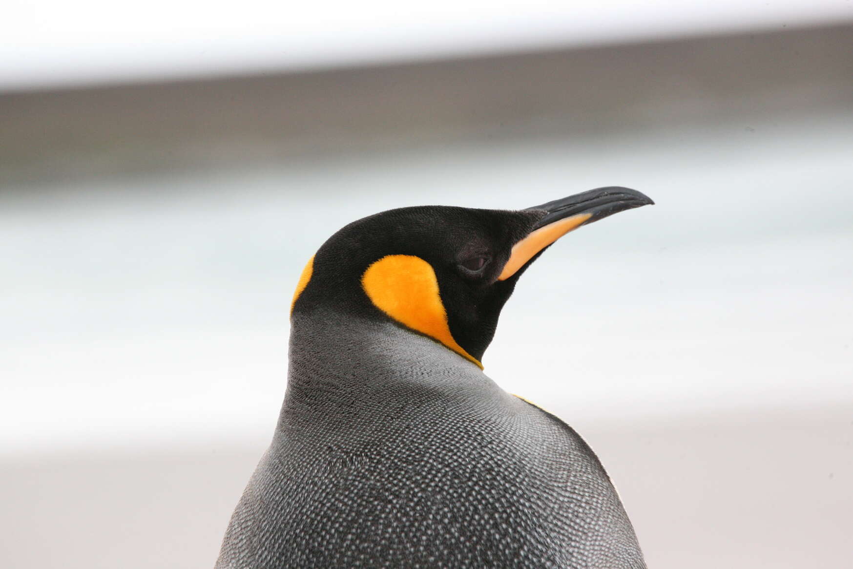 Image of King Penguin