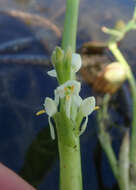 Image of Heteranthera callifolia Rchb. ex Kunth