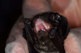 Image of Gould's Wattled Bat