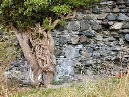 Image of English ivy