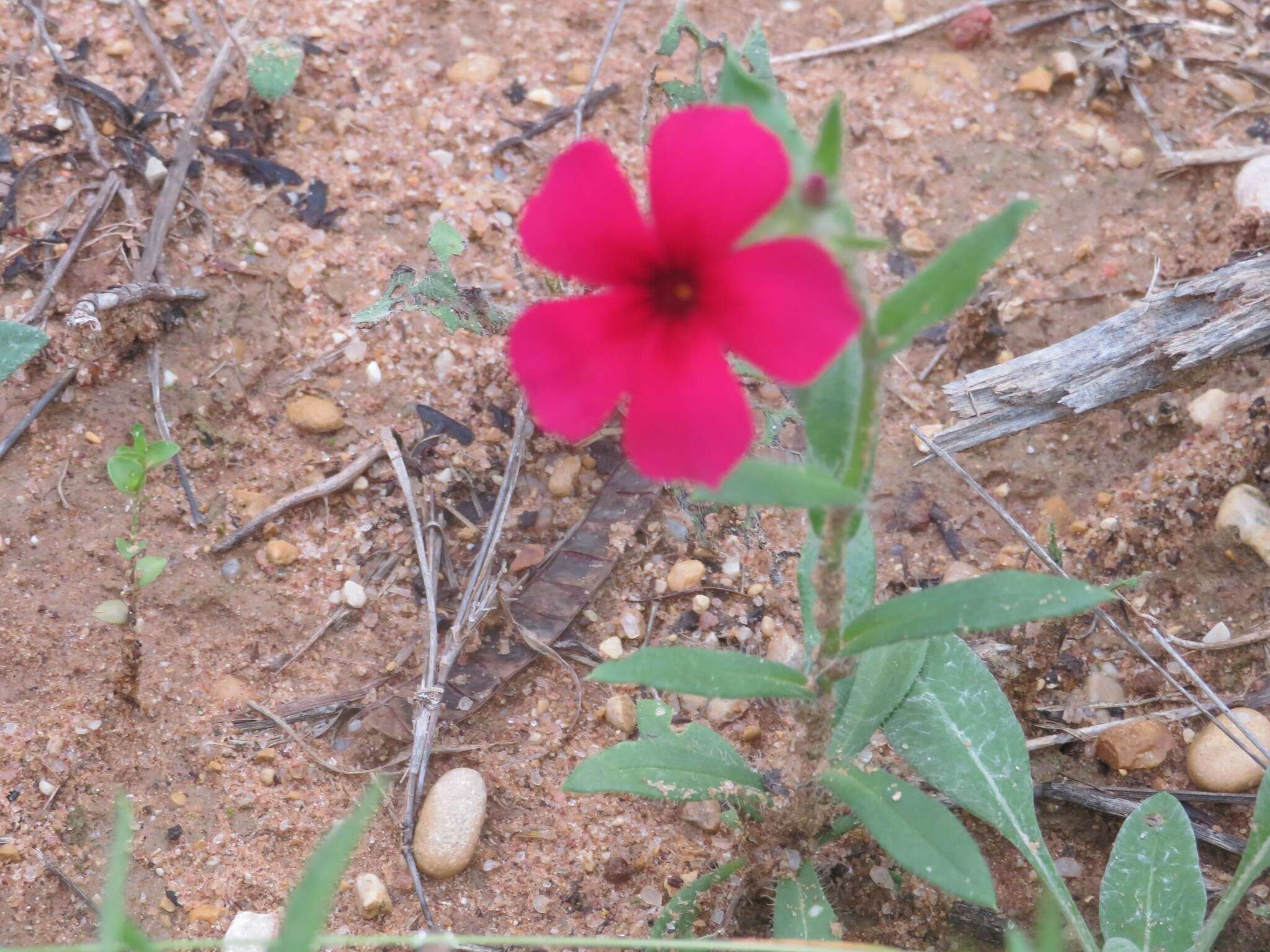 Image of Wilcox's phlox