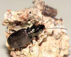 Image of Agonum (Olisares) ferreum Haldeman 1843