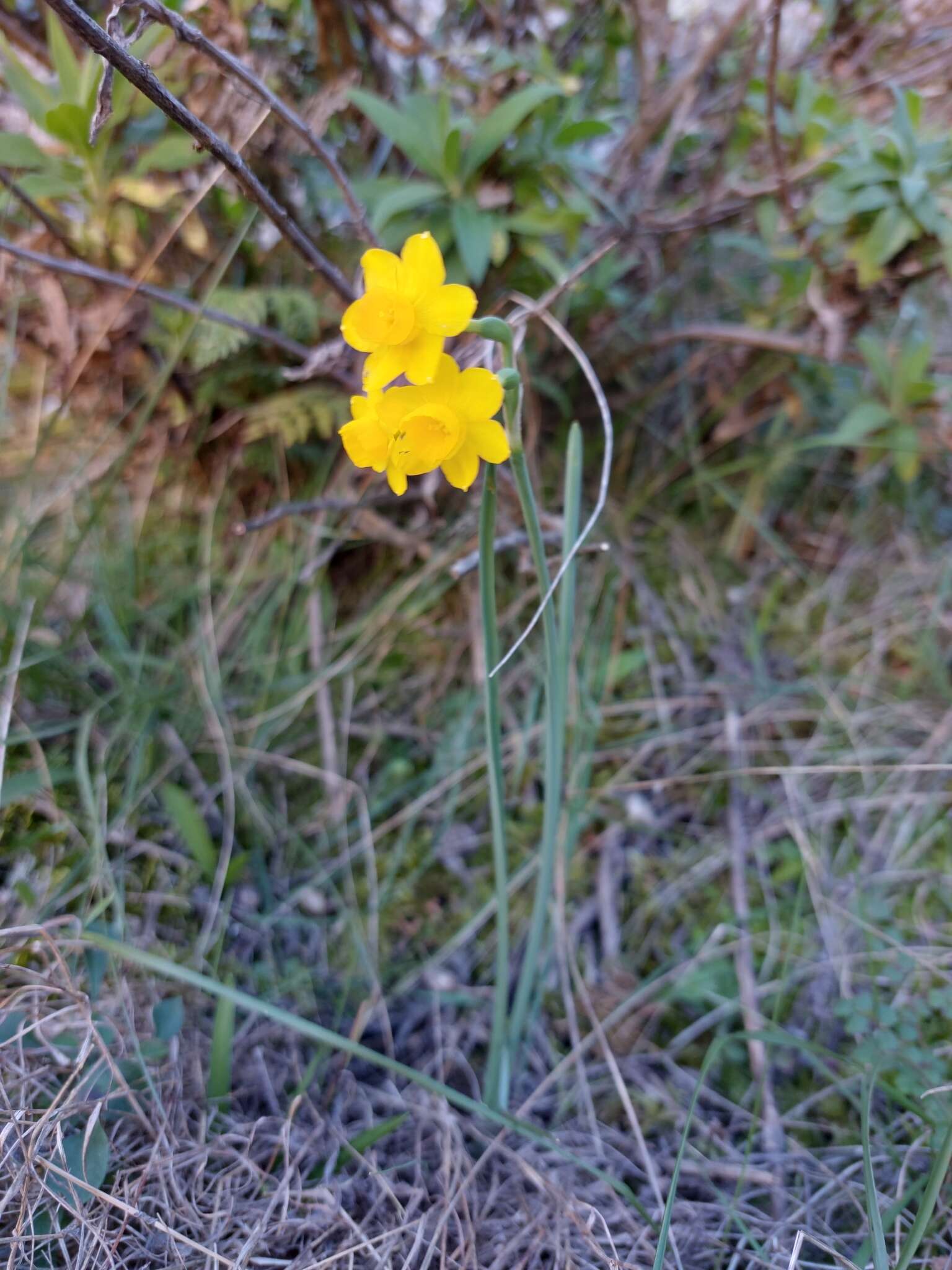 Imagem de Narcissus scaberulus subsp. calcicola (Mendonça) Aedo