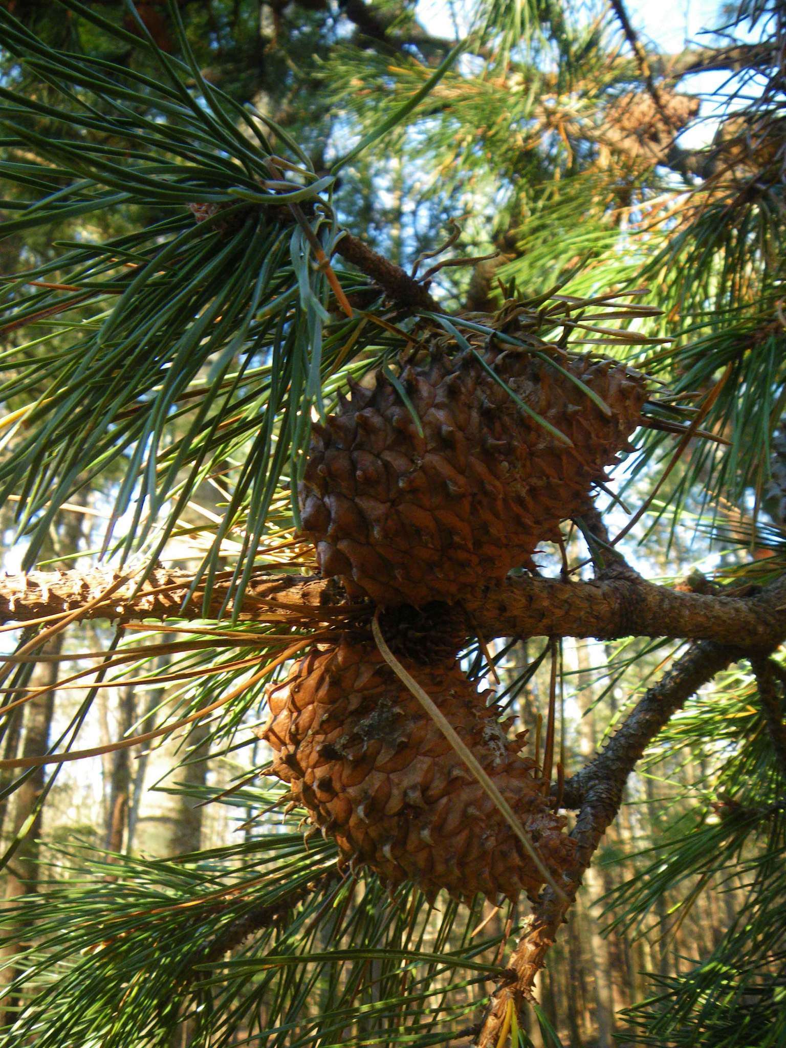 Image of Hickory Pine