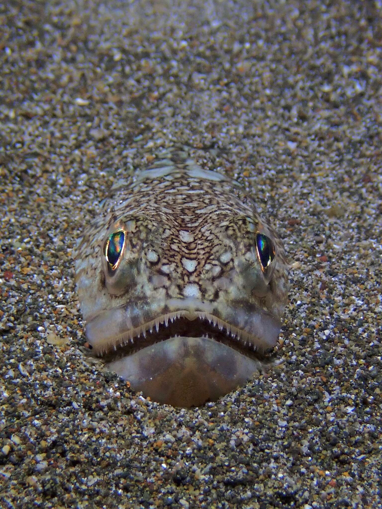 Image of Snakefish