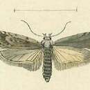 Image of Depressaria floridella Mann 1864