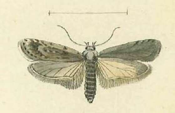 Image of Depressaria floridella Mann 1864