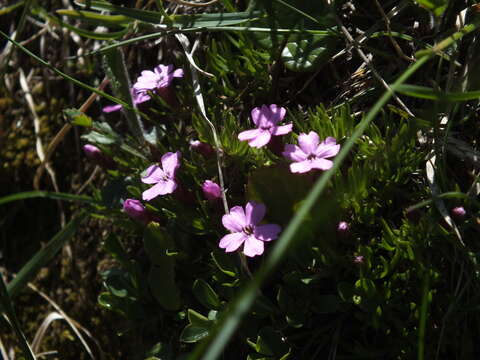 Image of moss campion