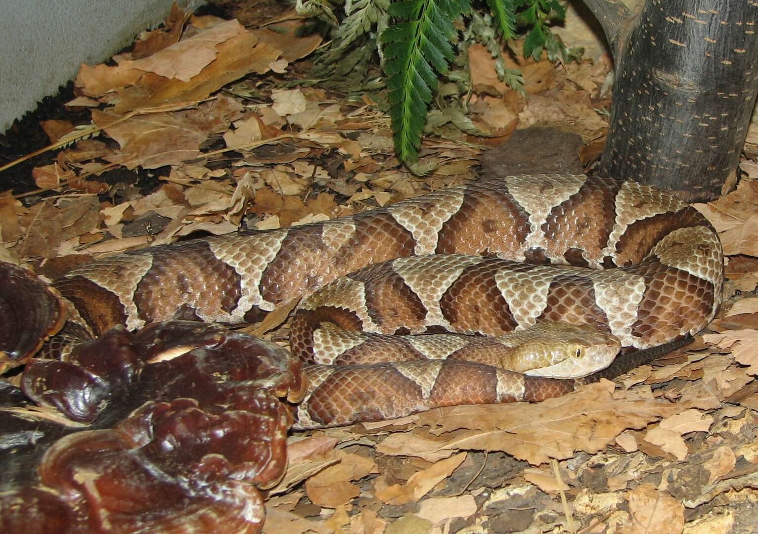 Image of Copperhead