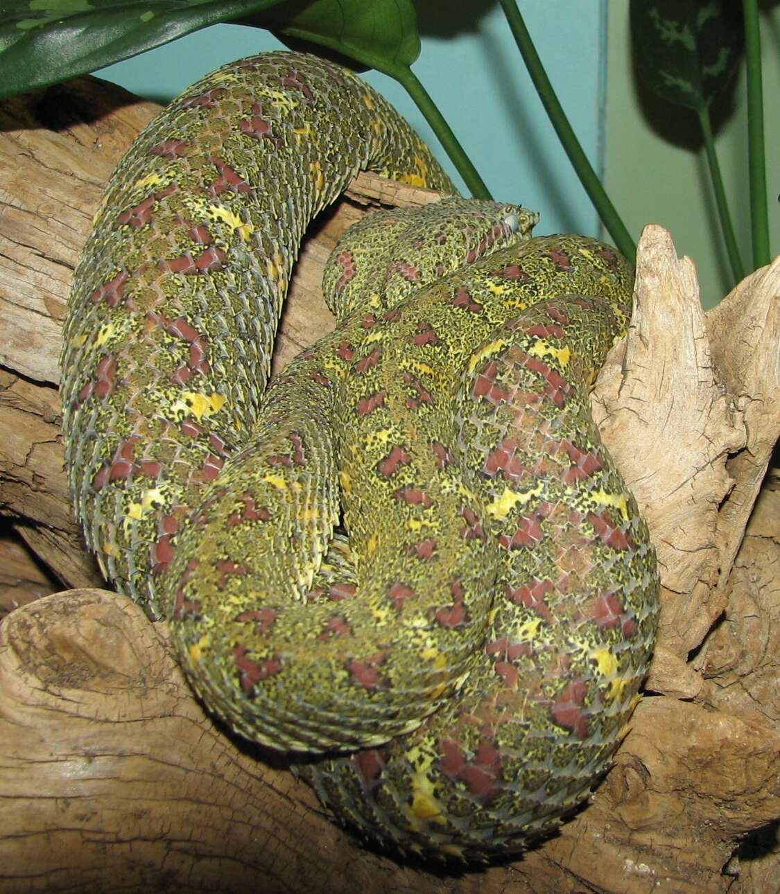 Image of Eyelash Viper