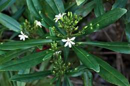 Image de Scaevola montana Labill.