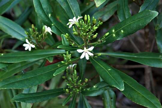 Scaevola montana Labill. resmi