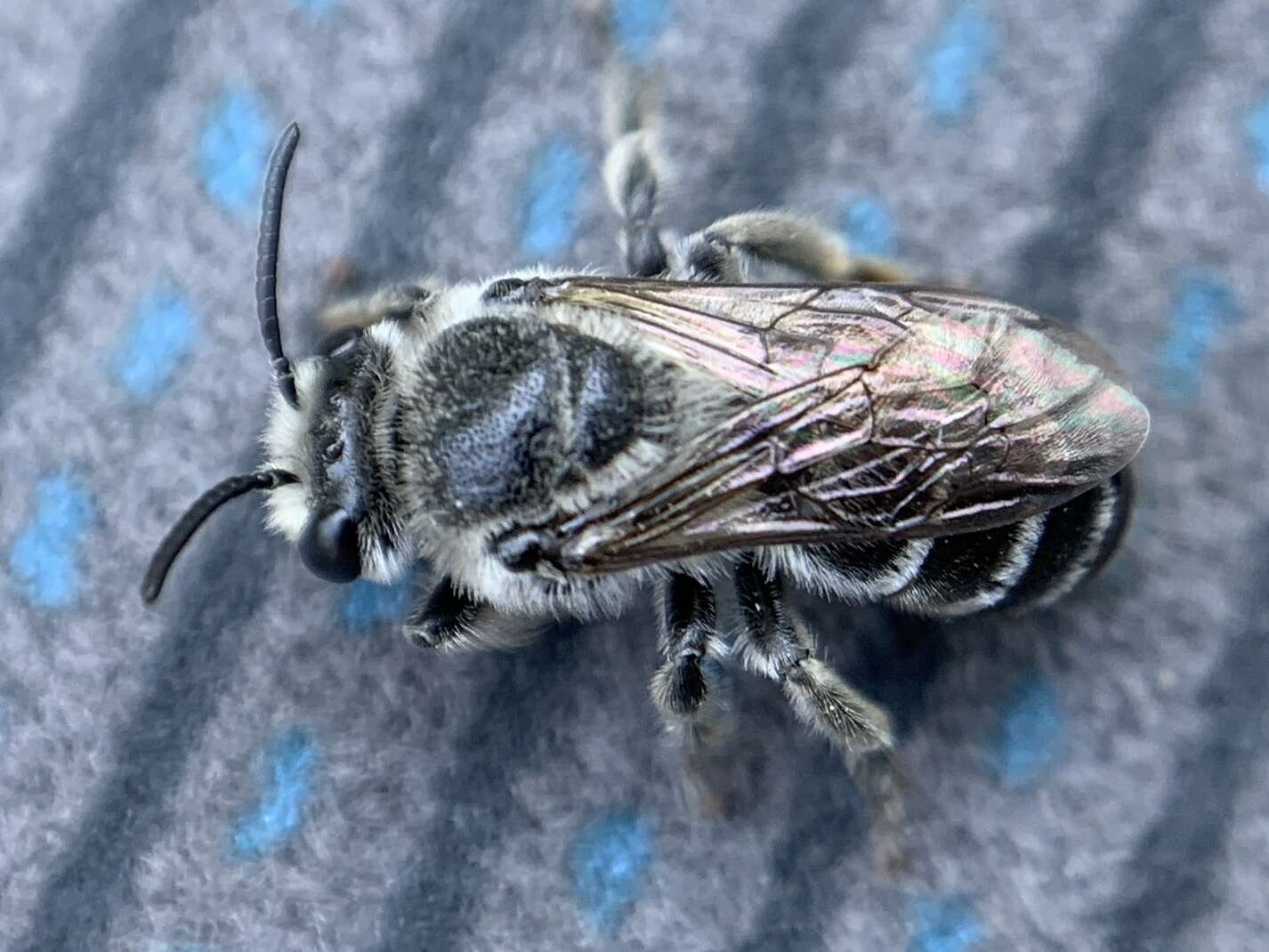 Image of Broad-footed Cellophane Bee